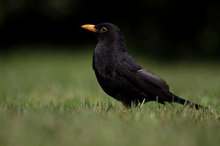 Black songbird grass photo