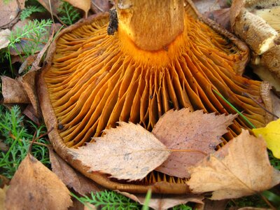 Mushroom genus firs mushroom photo