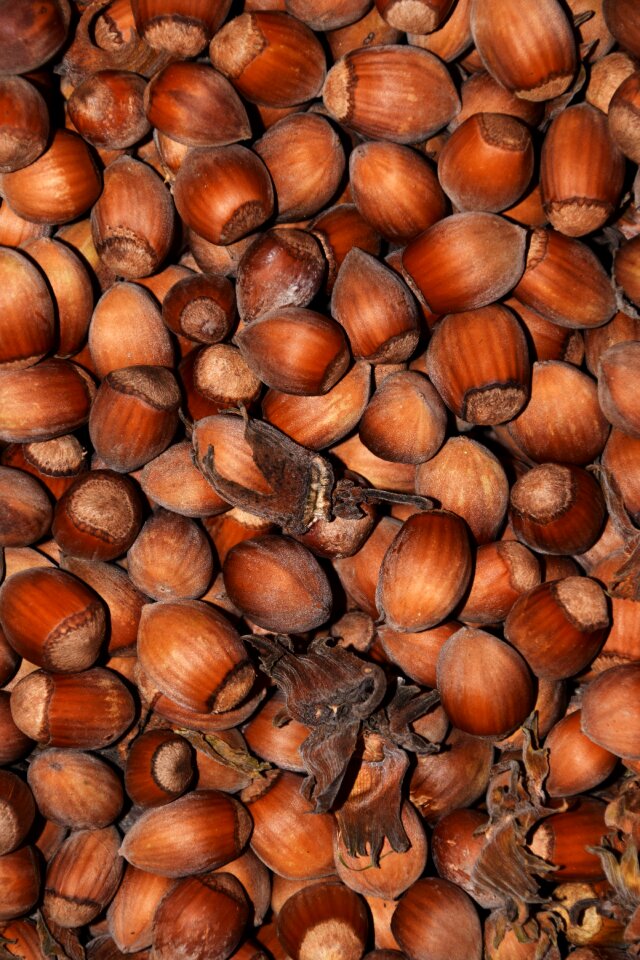 Food eat brown