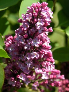 Flowers green lilac photo