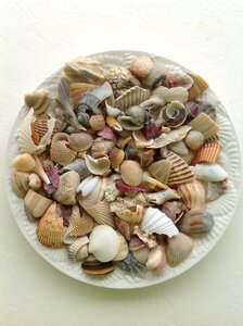 White seashell texture