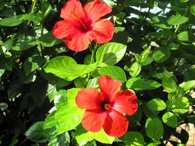 Tree flowering tree red photo