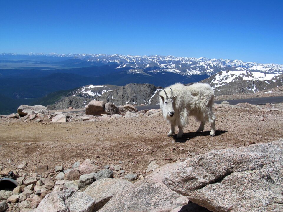Goat altitude mountain