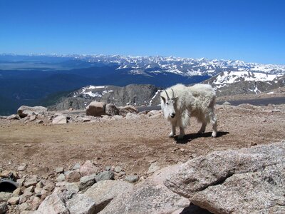 Goat altitude mountain