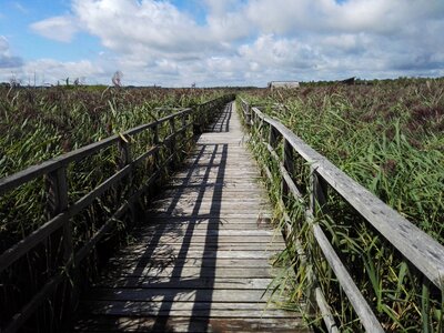 Nature web landscape