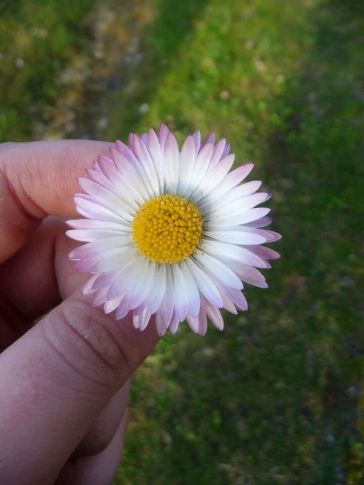 Spring daisy bila