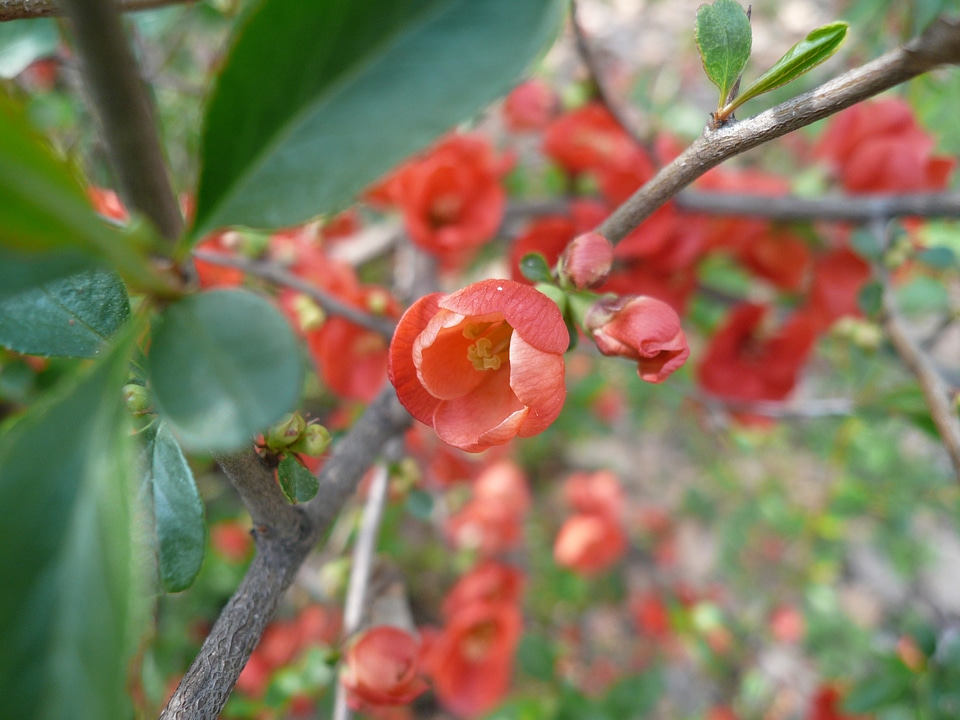 Flower spring red flower