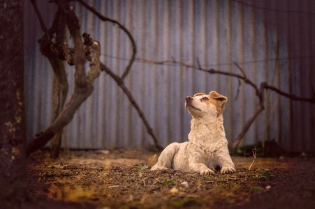 Mongrel pets no breed
