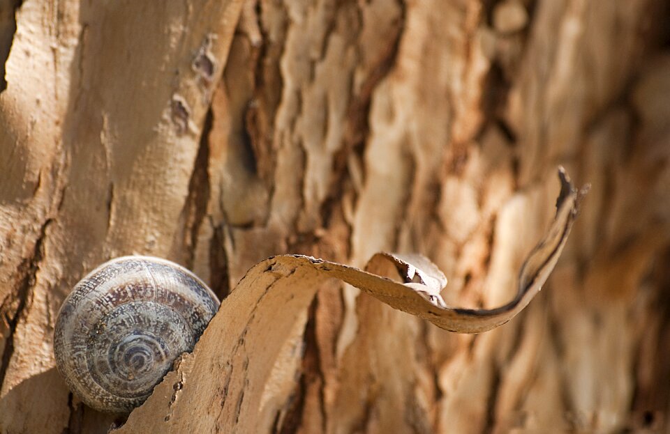 Tree bark trunk wood photo