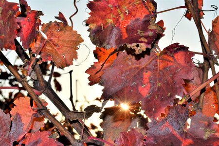 Winegrowing autumn red