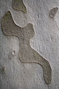 Structure nature forest
