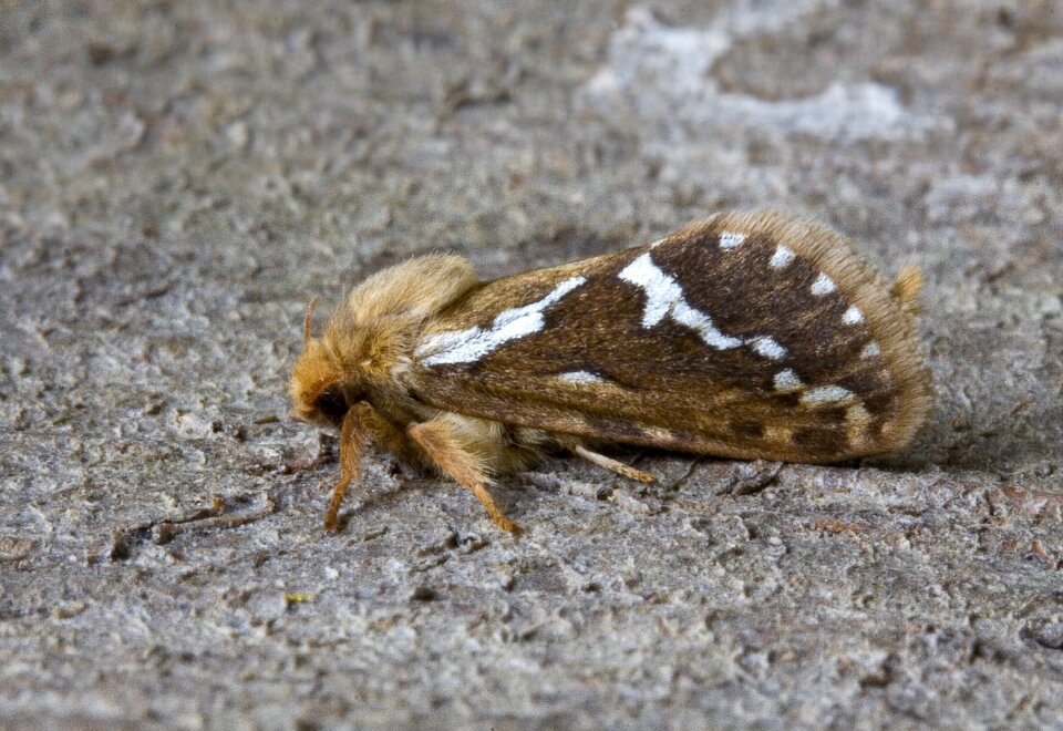 Insect macro bug