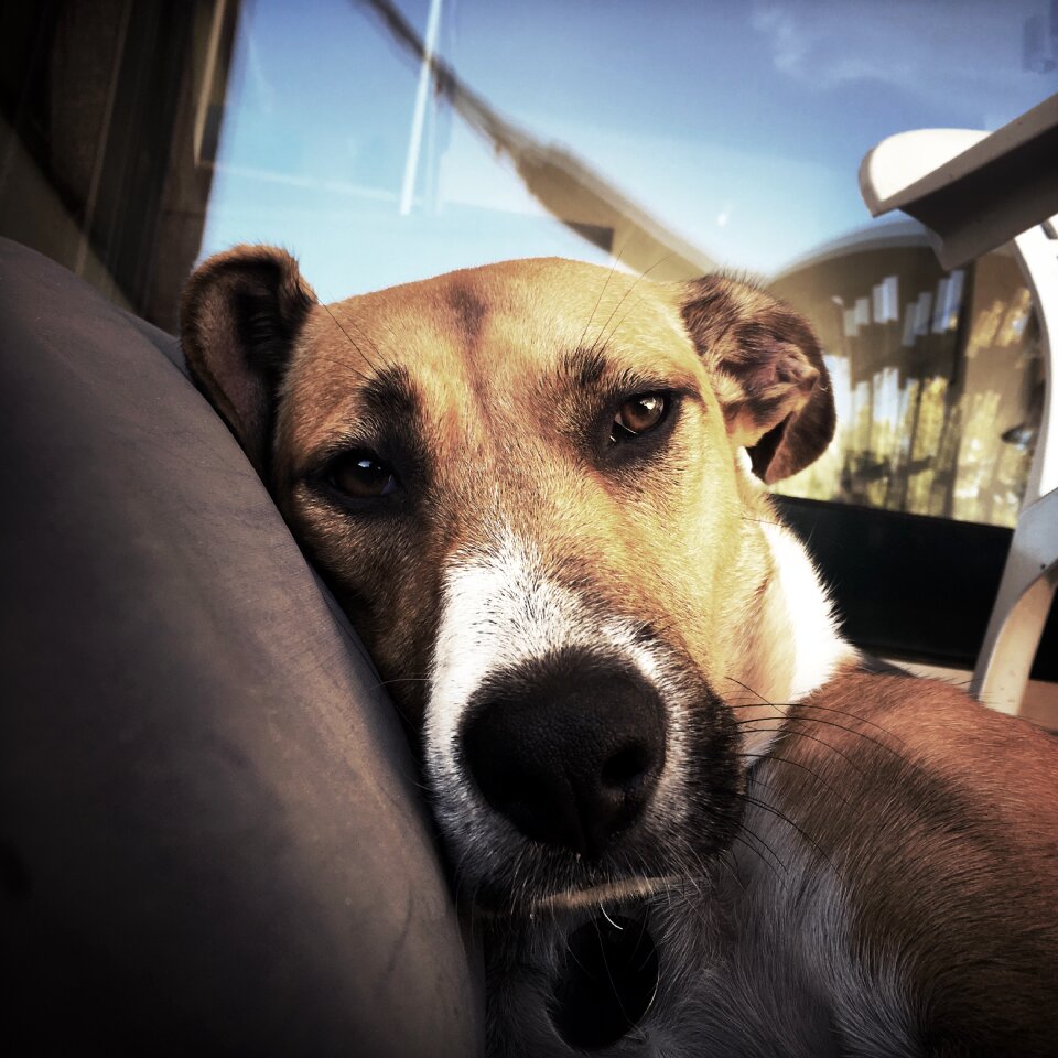 Sad dog pet animal