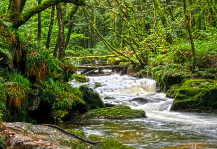 Nature water forest photo