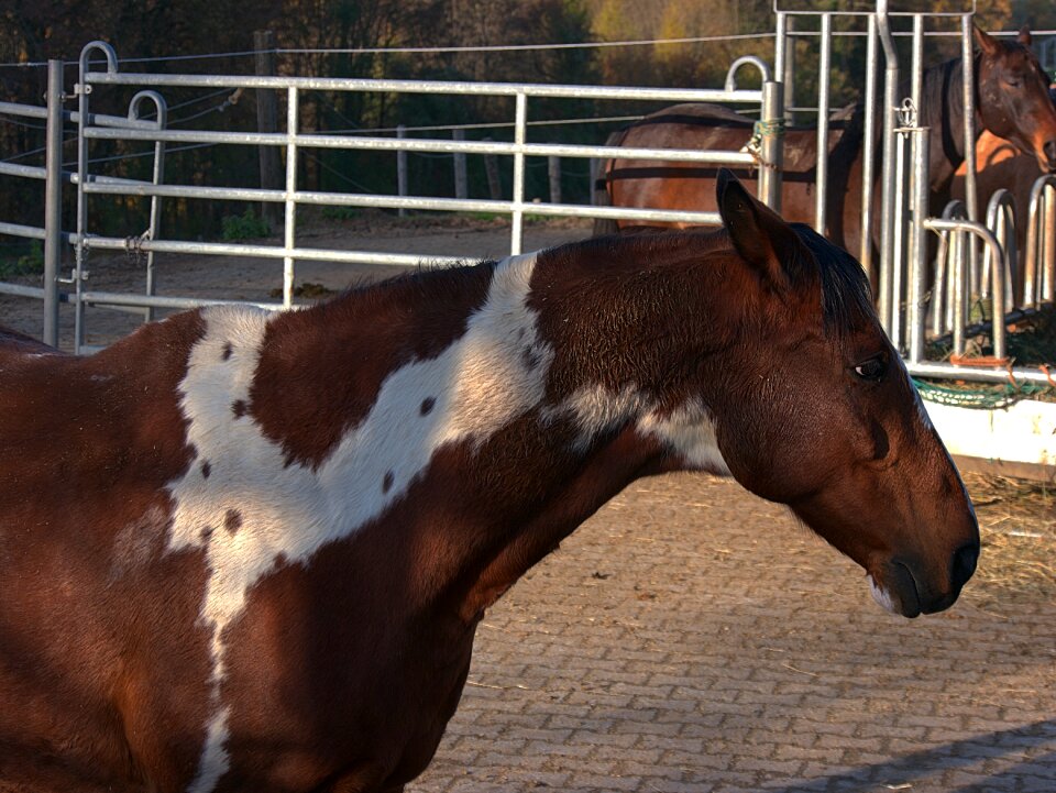 Reitstall farm care