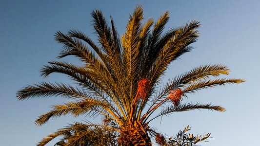 Tropical nature