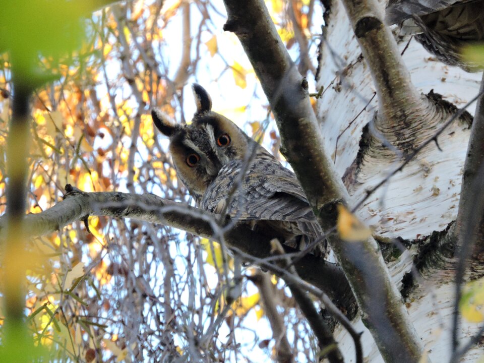 Long-eared owl czech budejovice south bohemia
