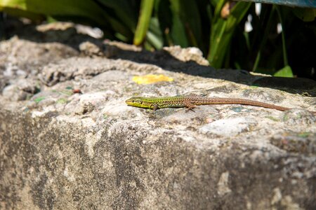 Predator reptile hide photo