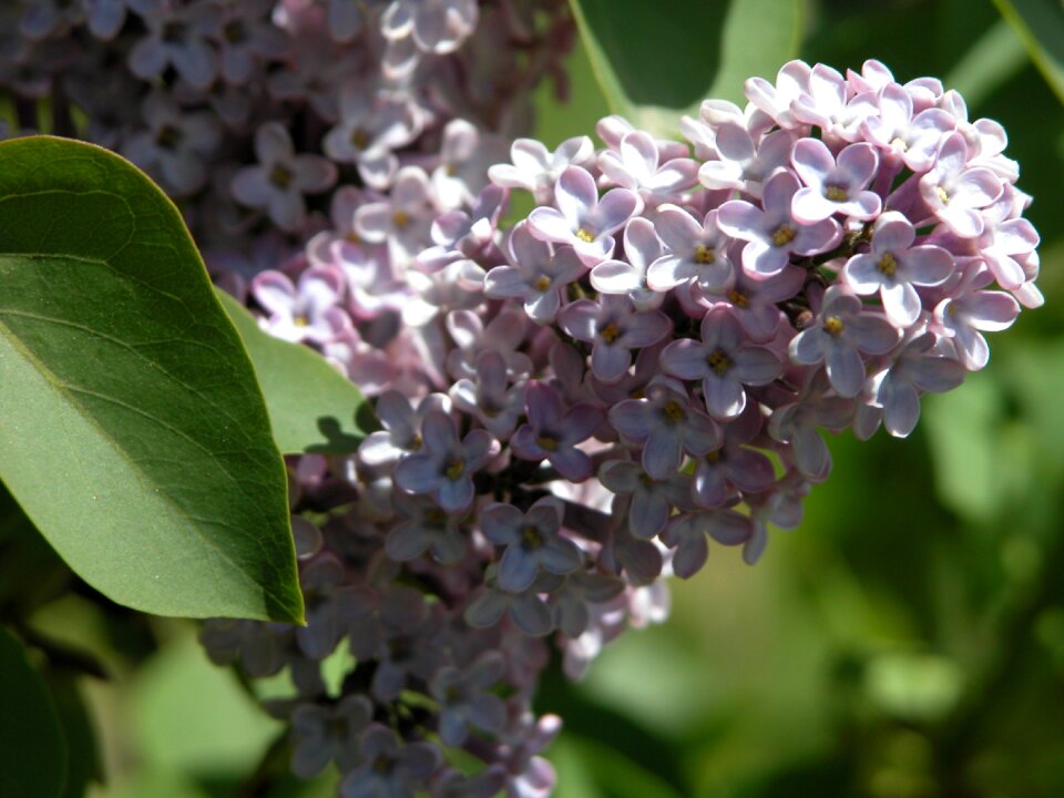 Flowers green lilac
