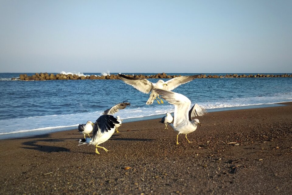 Seagull seabird wild birds