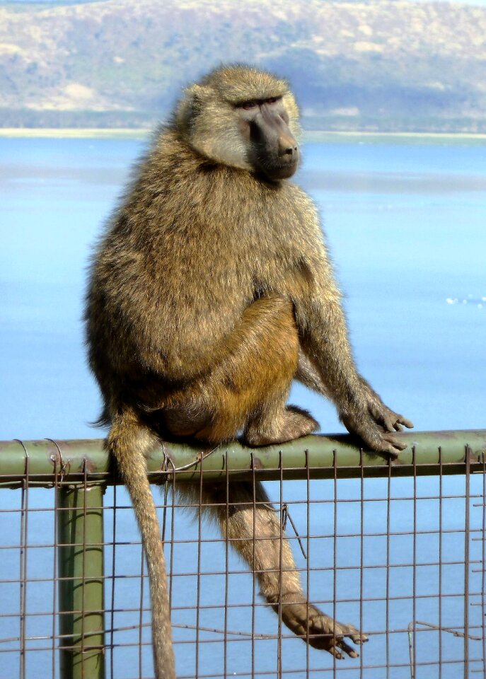 Muzzle coat tail