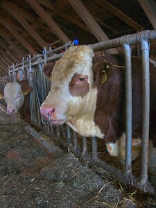 Cow bull farm