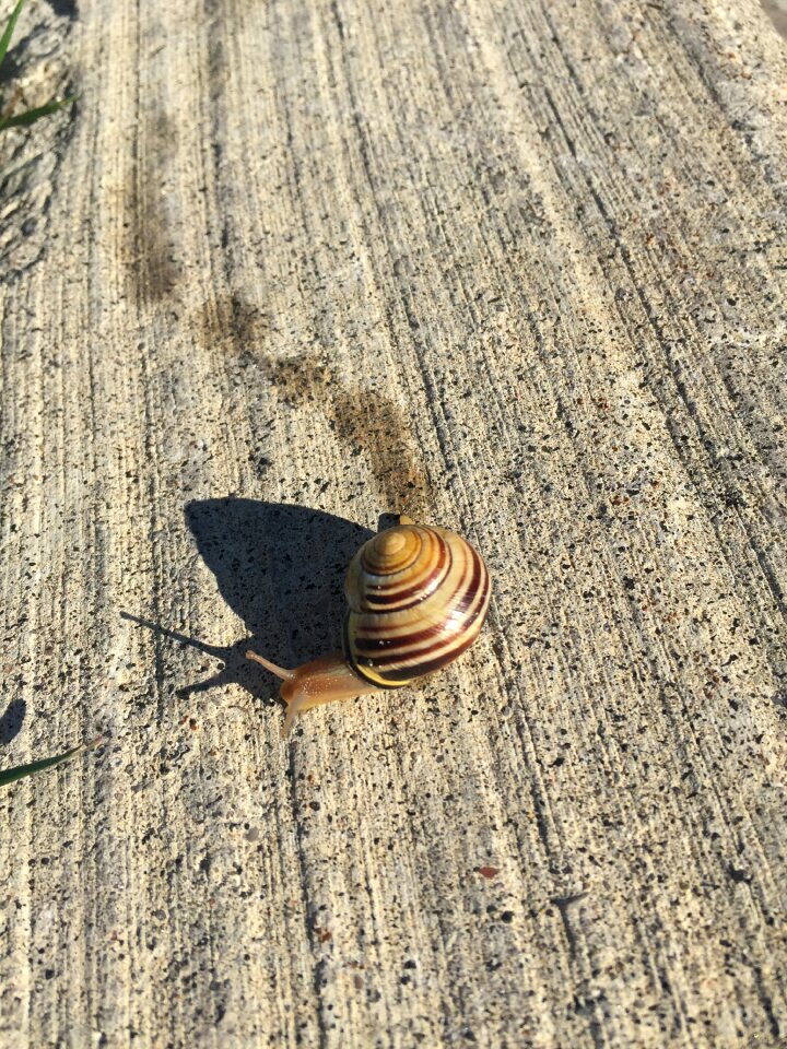 Snails crawling footprint