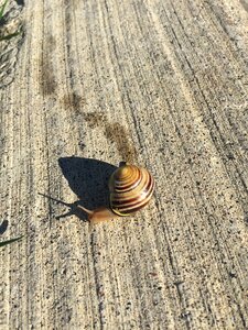 Snails crawling footprint