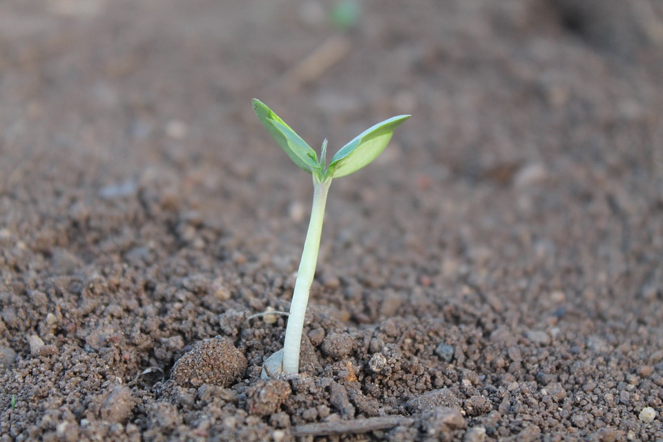 Life growing seedling