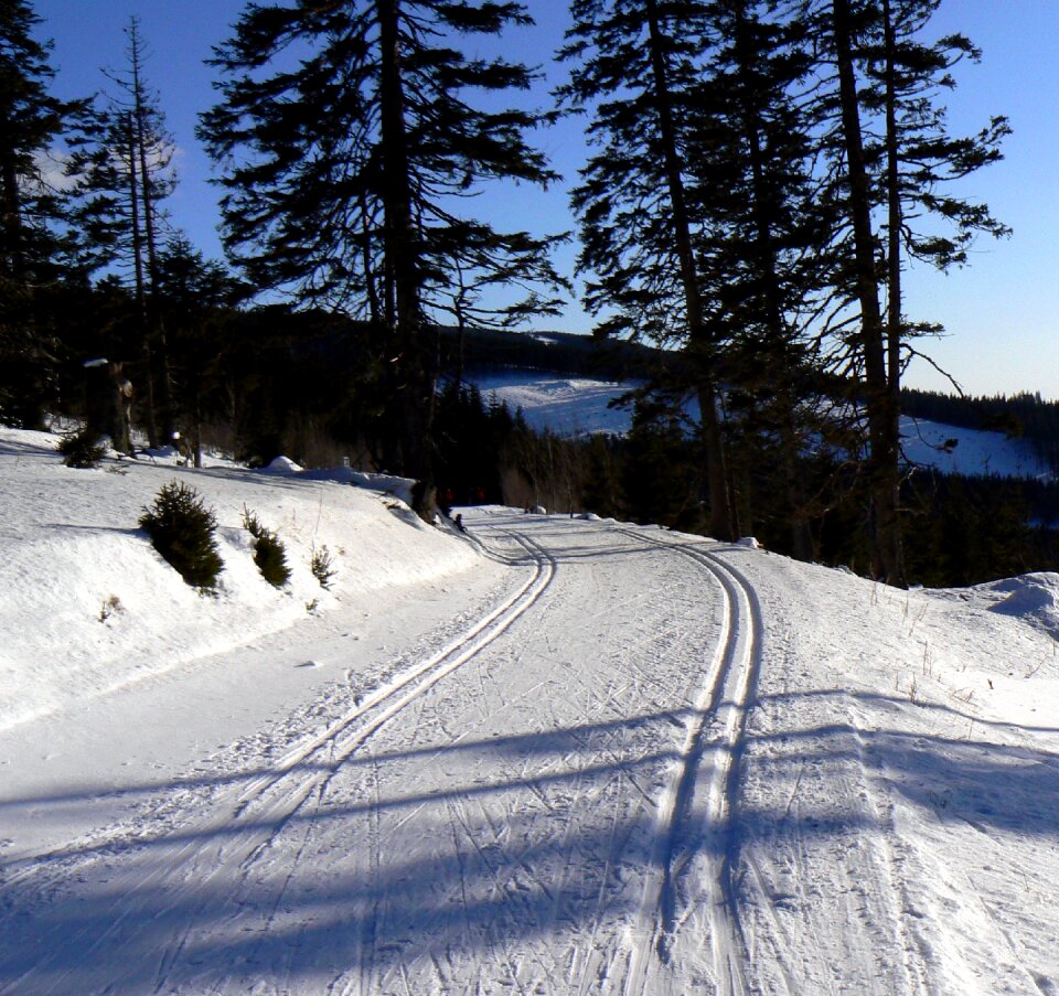 Skis trees panoramaloipe