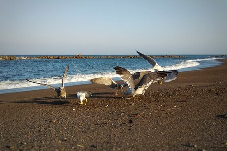 Seagull seabird wild birds photo