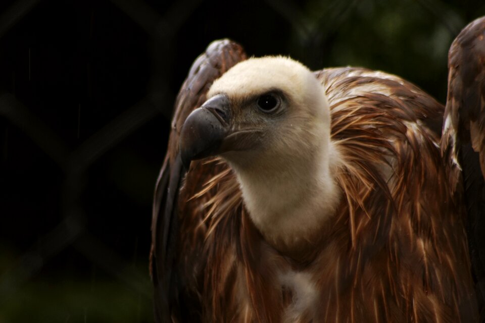 Bird animals raptor