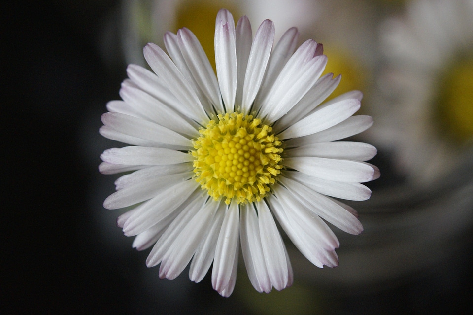 Pointed flower bloom blossom