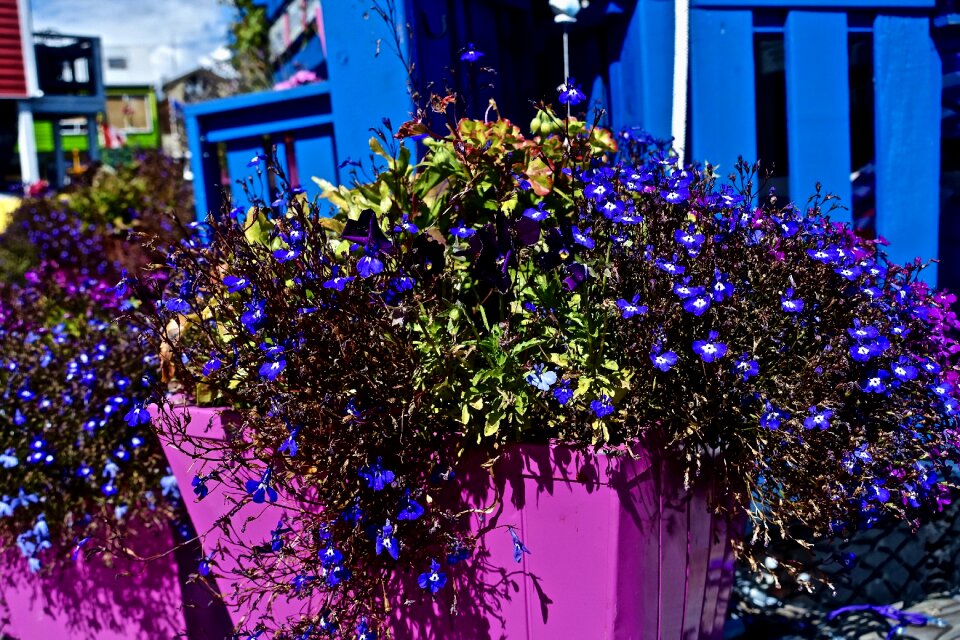 Gardening spring blossom