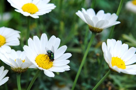 Summer insect fly