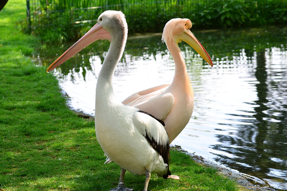 Flamingo animal zoo