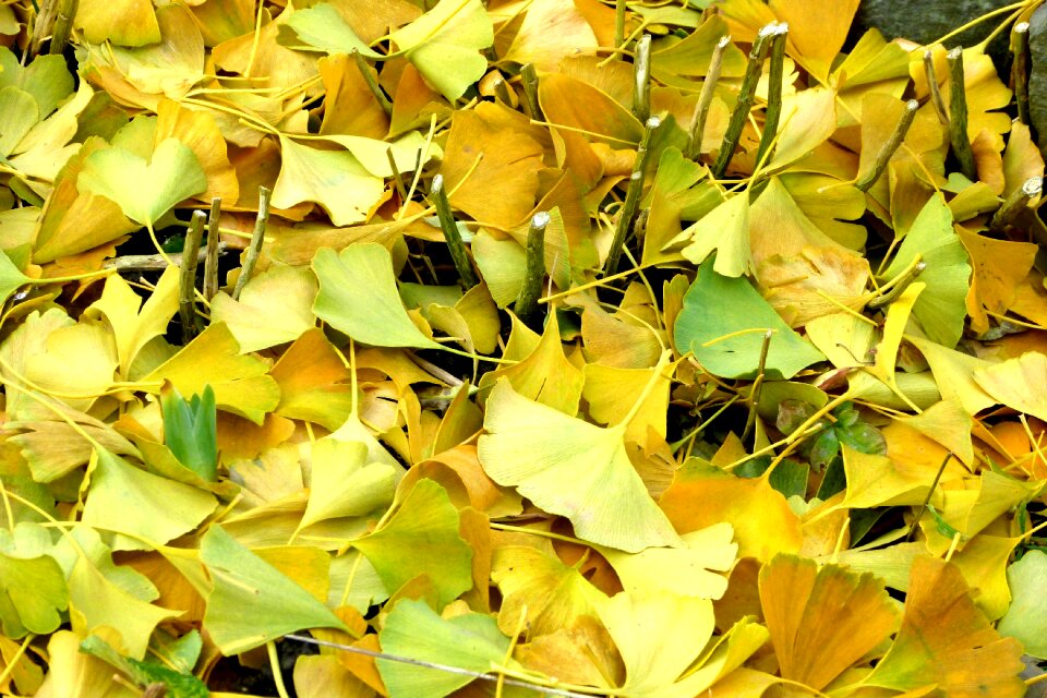 Autumn leaves coloring