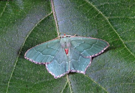 Insect macro bug photo