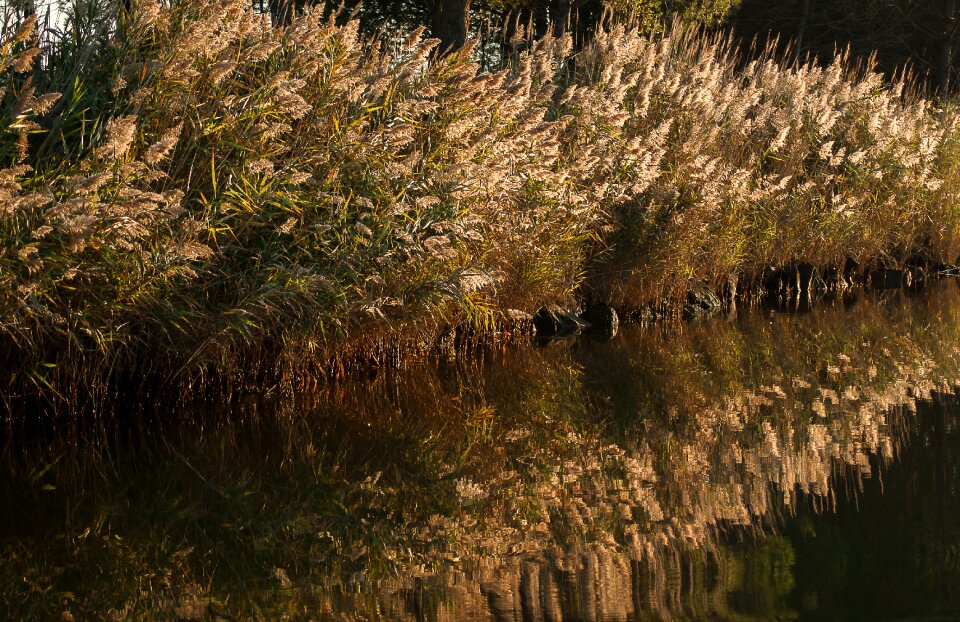 Water plants reflections water courses