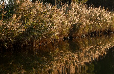 Water plants reflections water courses photo