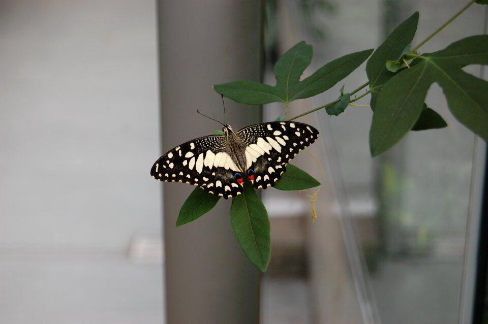 Insect gray butterfly