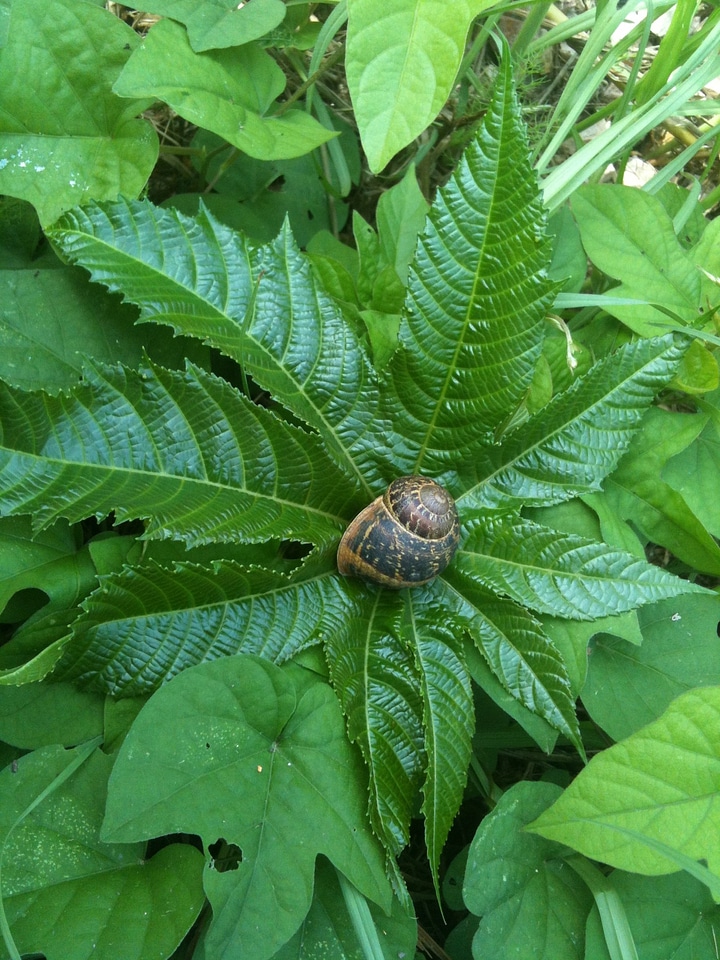 Slowly nature leaves