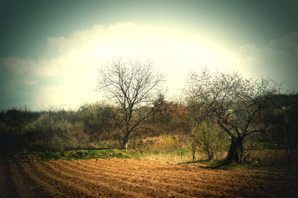 Trees landscape nature