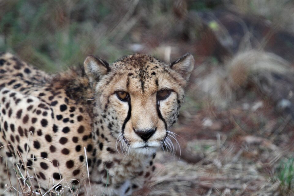 Animal zoo