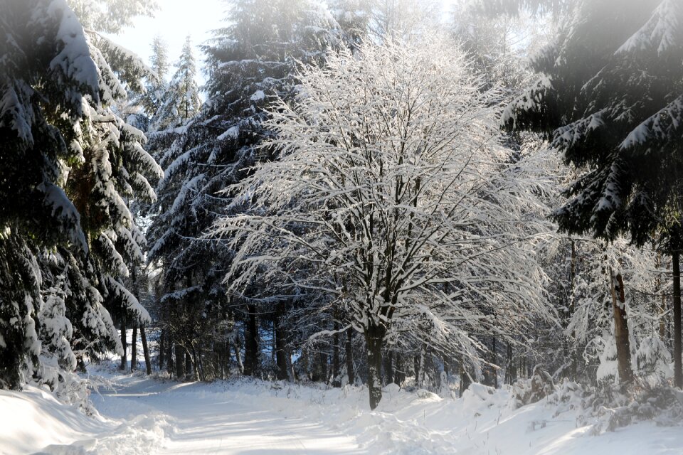 Winter cold wintry