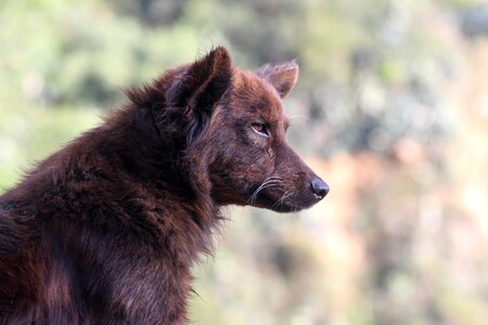 Wolf raceless homeless photo