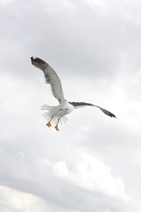Bird fly nature