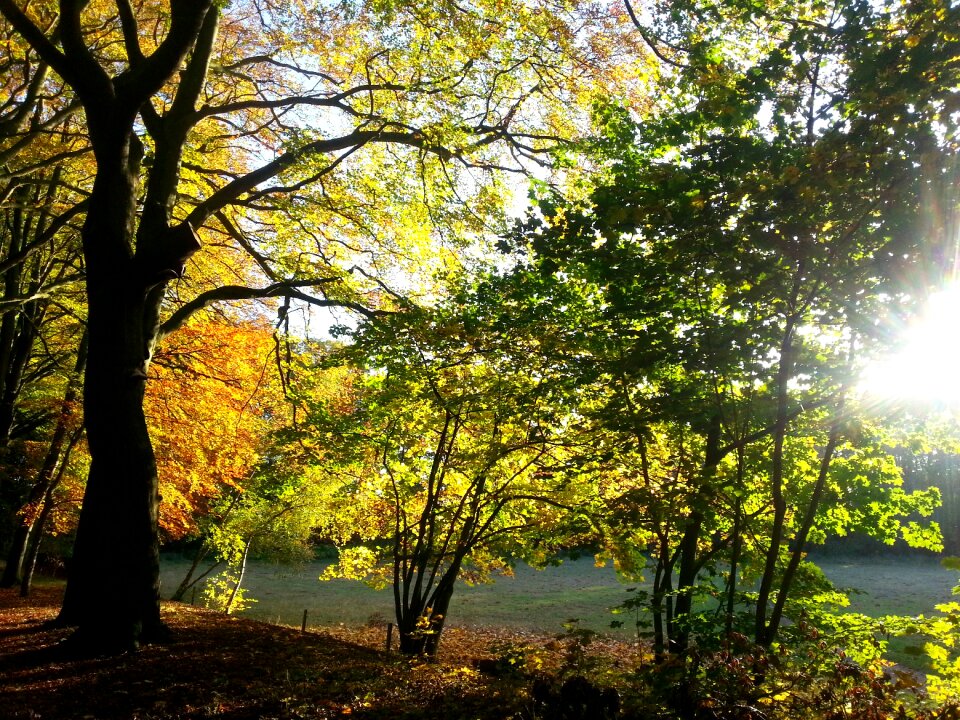 Golden autumn tree leaves in the autumn