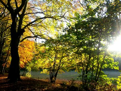 Golden autumn tree leaves in the autumn photo