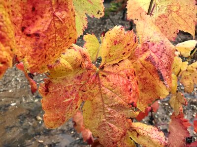 Vine autumn wine leaf photo